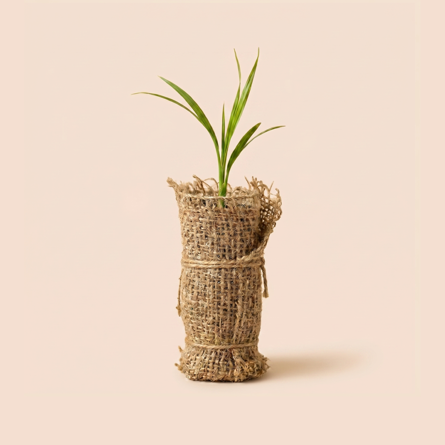 Palm Tree Seedlings - Shishi